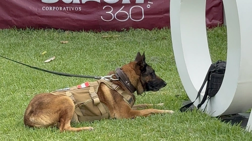 SERVICIO DE SEGURIDAD CANINA - K9 - imagen 1